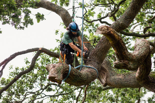 Best Tree Trimming and Pruning  in USA